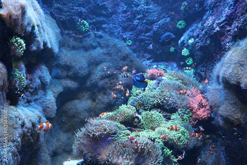 Fototapeta Naklejka Na Ścianę i Meble -  Bright yellow and blue fish swim among vibrant coral formations, creating a striking contrast of colors and textures.