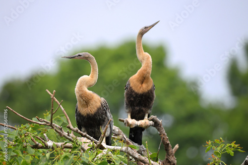 Schilderij op canvas Pair of anhingas roosting in the sun against blurry background.