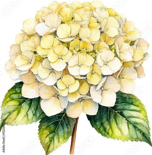 Fototapeta Naklejka Na Ścianę i Meble -  White watercolor hydrangea flower clipart png drawing.Botanical illustration.Floral painting.Poster.Sticker.Print.Pattern.Cover.Cards.Scrap book image.Decoration element.Decor.Wall Vinyl decal