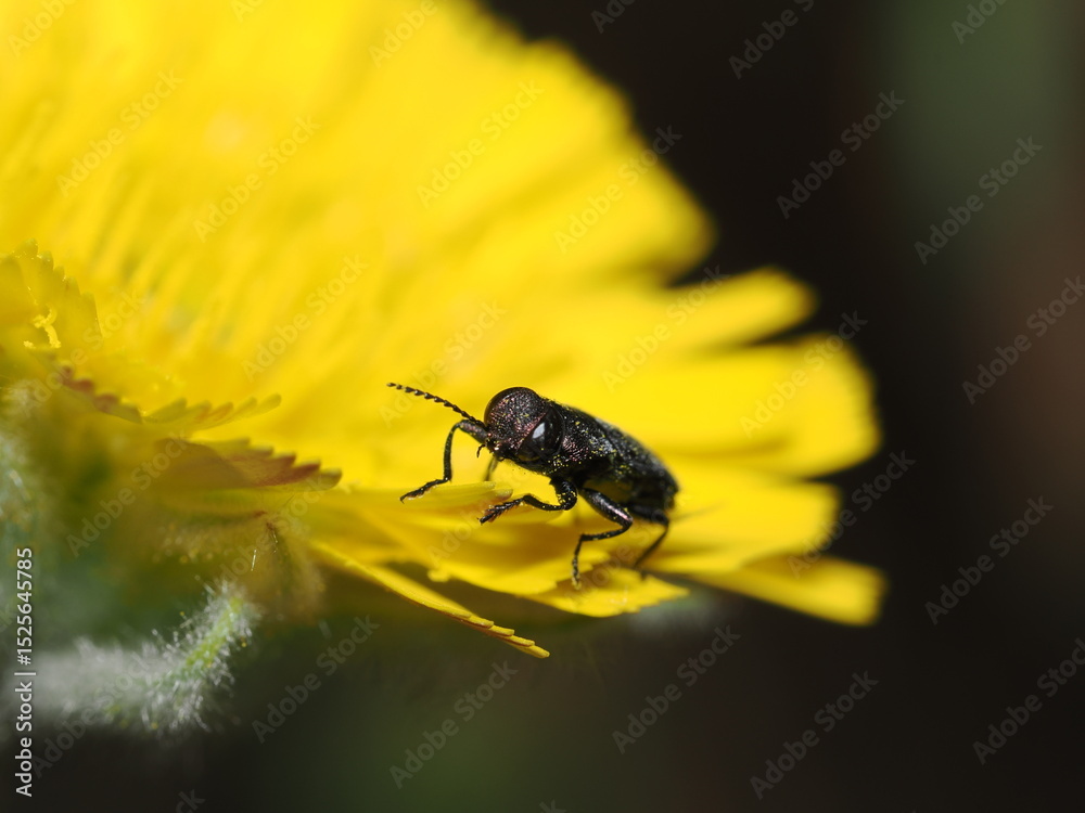 Naklejka premium Anthaxia nitidula