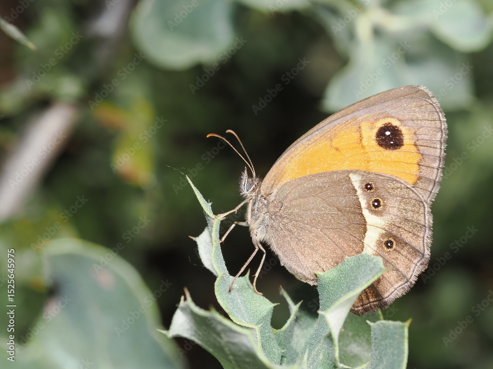 Fototapeta premium Pyronia bathseba