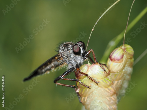 Asilidae