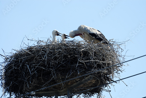Storch mit Jungen im Nest / Stork with its young in nest