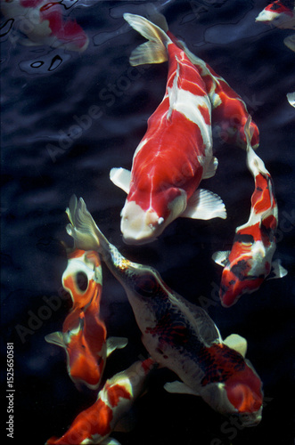 Koi fish