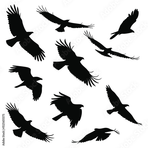 Silhouette of Birds of Prey Soaring Against a White Background Graphic Illustration