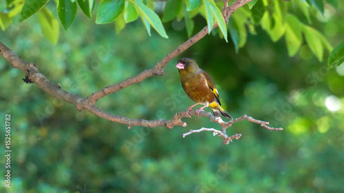oriental greenfinch