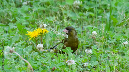 oriental greenfinch