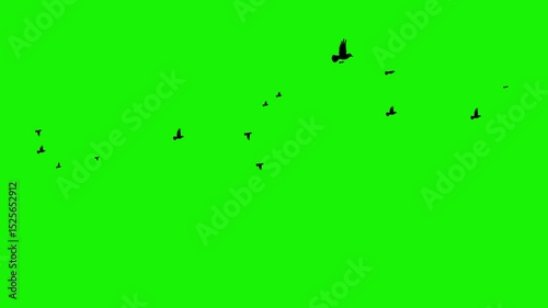 Flock of Black Birds Flying Across Green Screen  Ideal Stock Footage for Chroma Key Compositing and Visual Effects