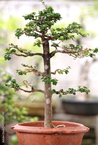Bonsai is a tree that takes a long time to grow to the desired size