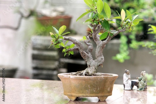 Bonsai is a tree that takes a long time to grow to the desired size