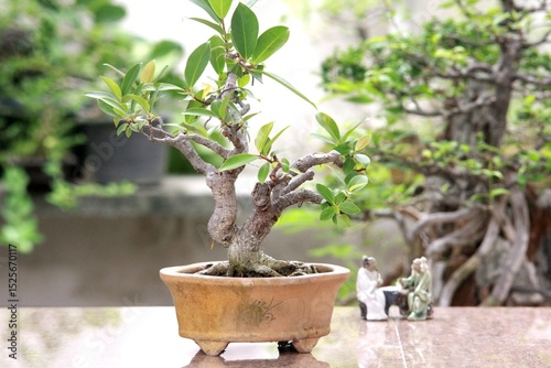 Bonsai is a tree that takes a long time to grow to the desired size