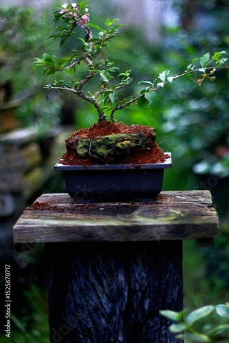 Bonsai is a tree that takes a long time to grow to the desired size