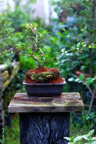 Bonsai is a tree that takes a long time to grow to the desired size