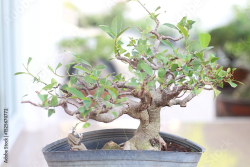 Bonsai is a tree that takes a long time to grow to the desired size