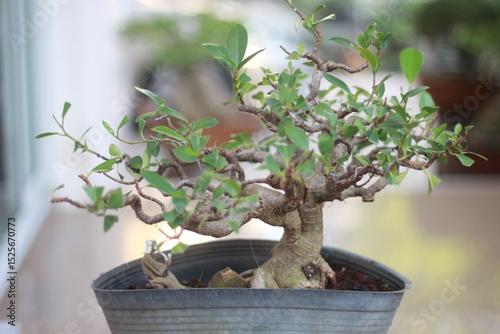 Bonsai is a tree that takes a long time to grow to the desired size