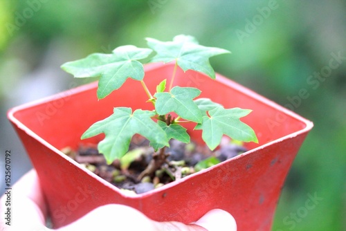 Bonsai is a tree that takes a long time to grow to the desired size