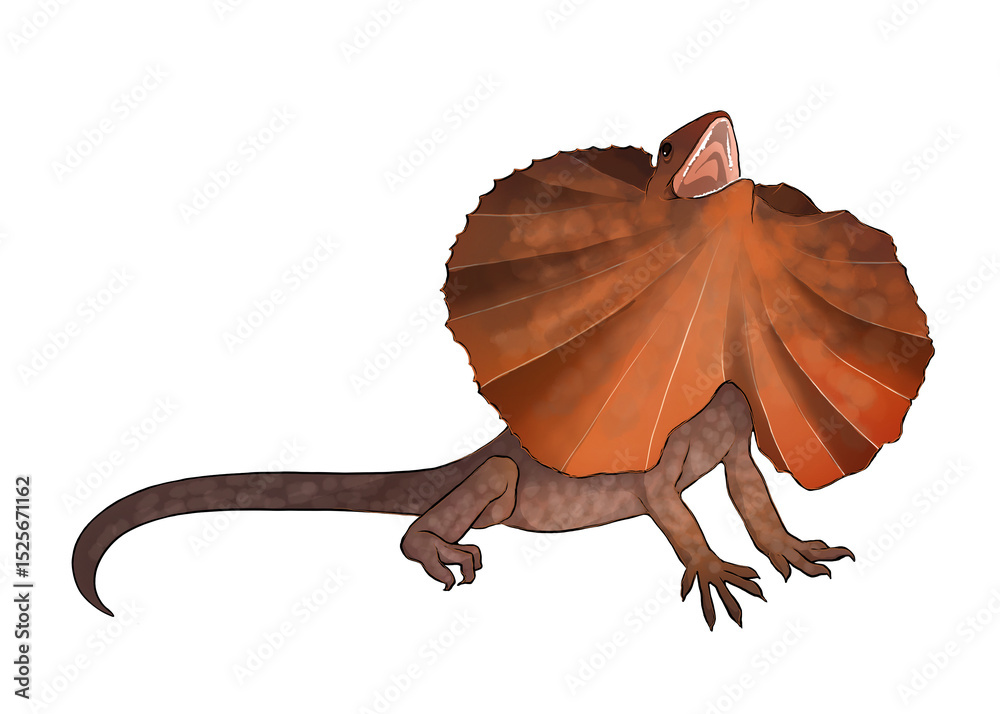 Obraz premium Illustration of a frilled lizard isolated on white background 