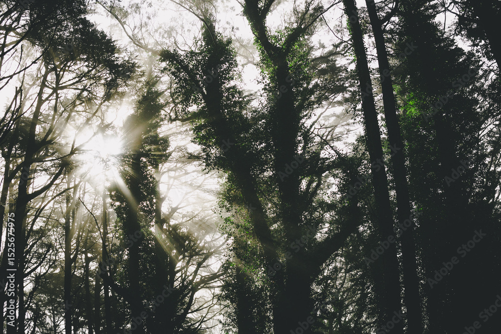 Obraz premium sun shining through trees