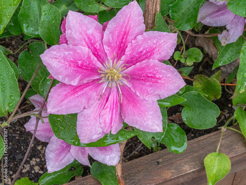After the Rain - Clematis Close Up in a Window box