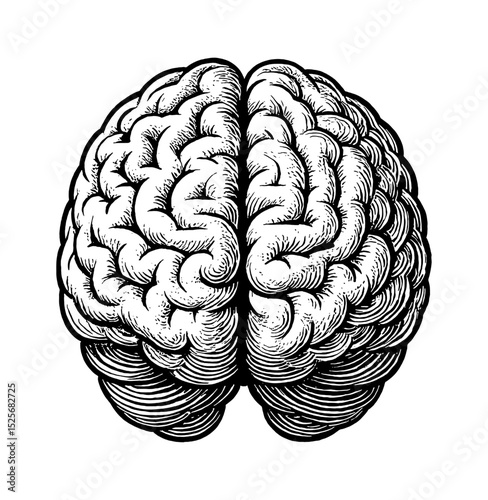 Engraved Anatomical Brain Illustration in Detailed Black and White Line Art Drawing