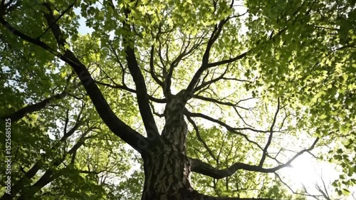 Tree trunk branches from bellow with sunlight nature green environment
