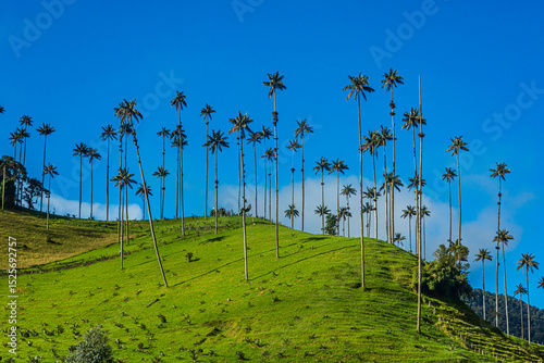 Natural landscape in the Cocora valley near from Salento, Quindio, Colombia. 