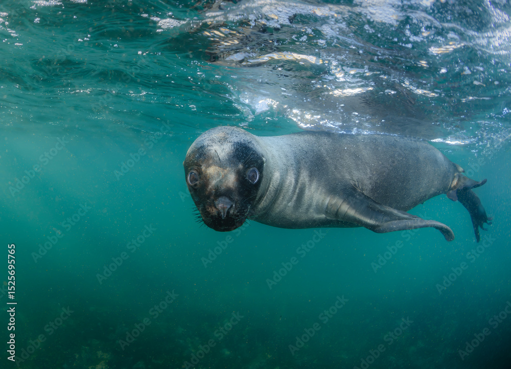 Obraz premium Lobo marino bajo el agua haciendo contacto visual