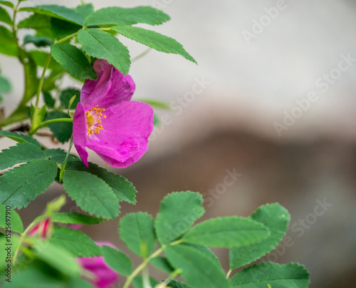 Bright Pink Wild Rose Bloom In Summer