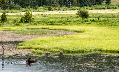 Bull Moose Wades In Pond On The Edge OF Bright Green Meadow