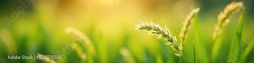 Close-up of delicate, feathery grass swaying gently in a soft breeze, sunlight illuminating the fine blades Perfect for nature, botany, or tranquility themes , breeze, calm, plant texture