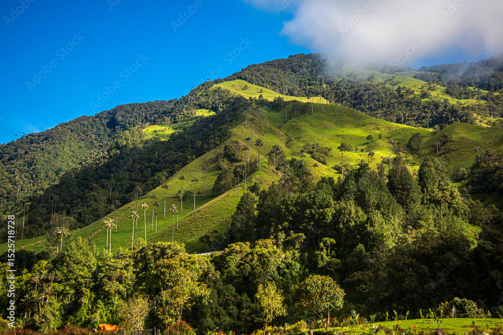 Fototapeta premium Natural landscape in the Cocora valley near from Salento, Quindio, Colombia.