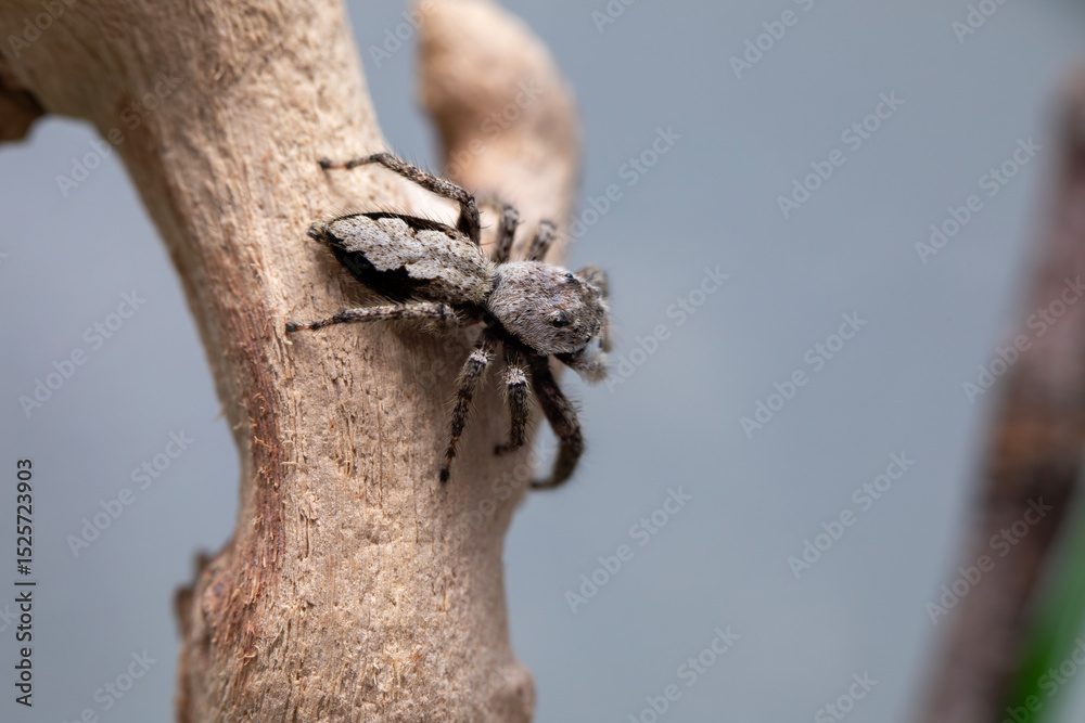 Obraz premium A female platycryptus spider (jumping spider - salticidae family) climbing around a branch in her terrarium.