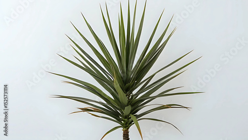 palm tree leaves