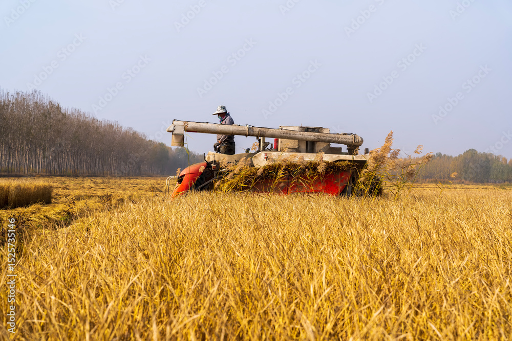 Naklejka premium Harvester machine is harvesting rice