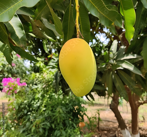 Ripe Mango on Tree – Tropical Summer Fruit in Natural Green Environment
09 June 2025 city Multan Punjab Pakistan 

