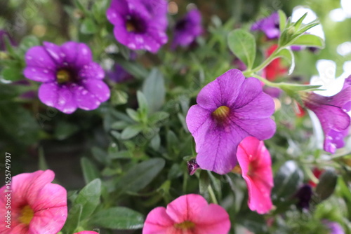multicolored flowers