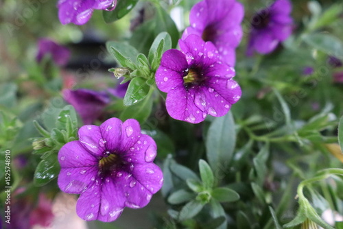 Fototapeta Naklejka Na Ścianę i Meble -  purple flowers in the garden