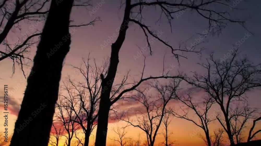 Silhouetted trees against a vibrant sunset Silhouetted trees against a vibrant sunset