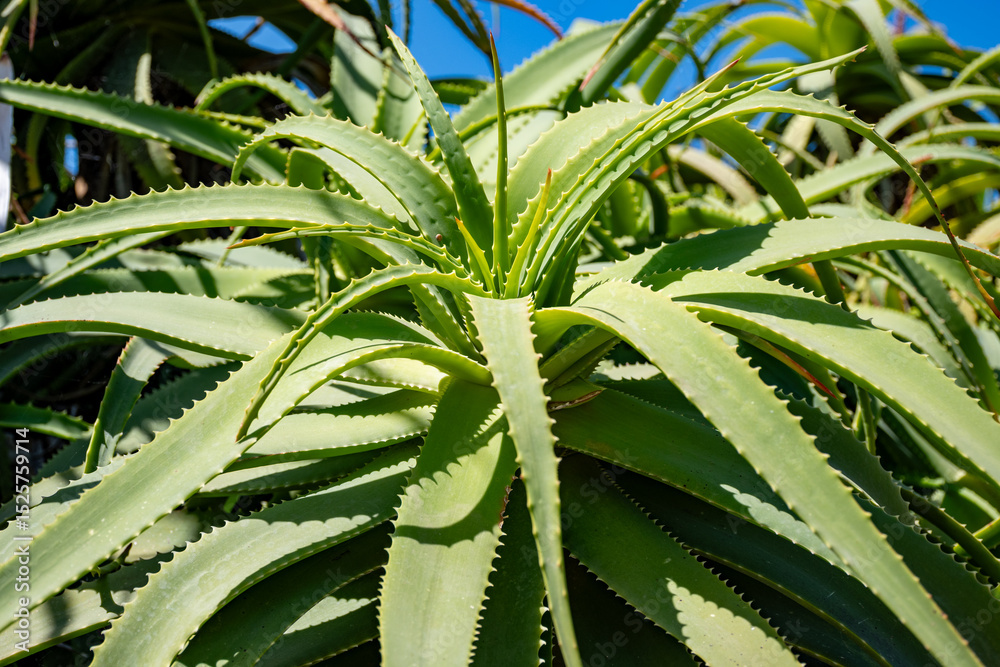 Obraz premium Aloe vera plantation, cultivation of aloe vera, healthy plant used for medicine, cosmetics, skin care