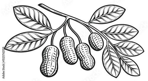 Vintage Hand-Drawn Peanut Plant Illustration – Botanical Ink Sketch