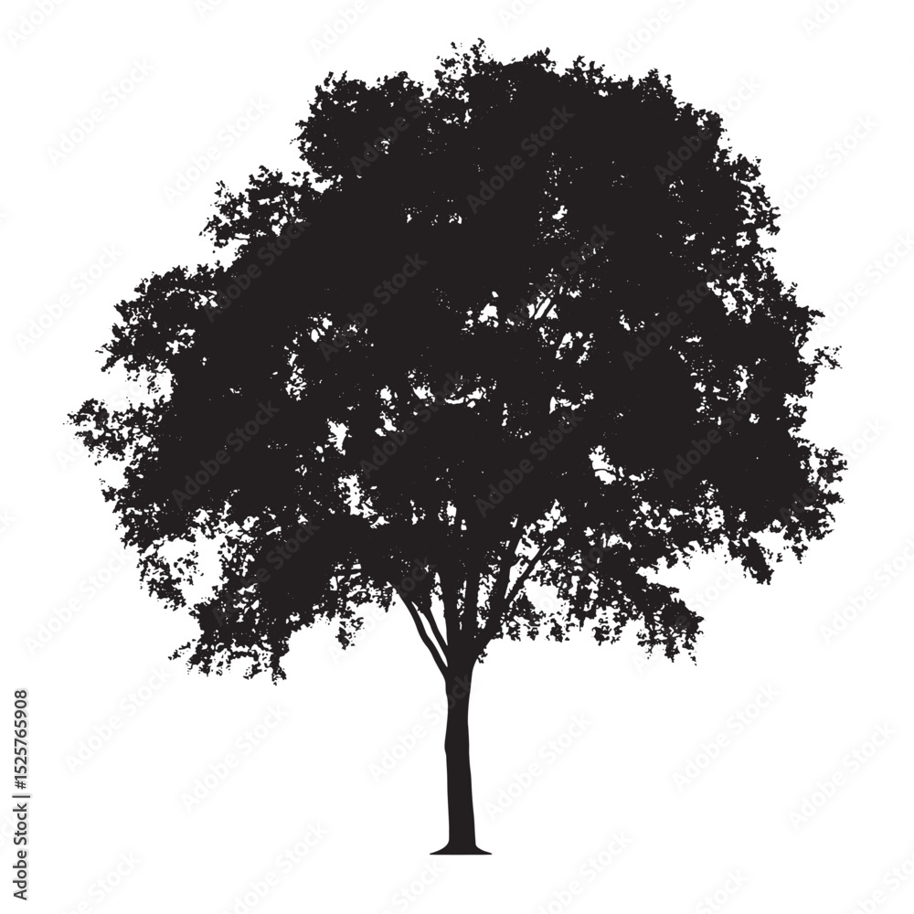 Fototapeta premium Sketch of Ash Tree Silhouette