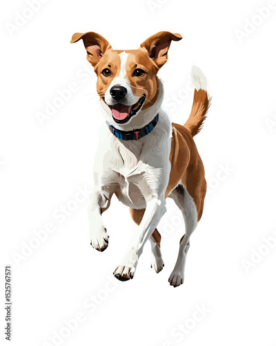 Purebred Jack Russell terrier dog standing, a cute small white and brown studio portrait