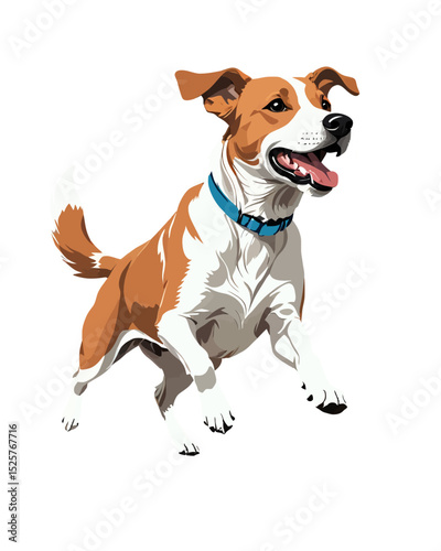 An adorable small white and brown Jack Russell Terrier puppy running and playing