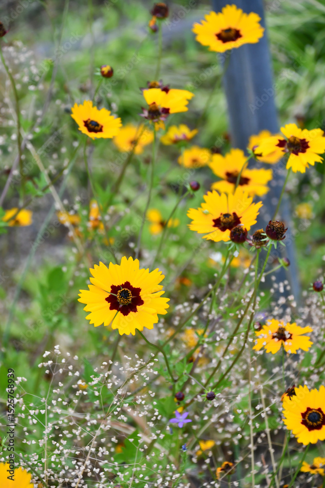 Fototapeta premium キンケイギク Coreopsis 