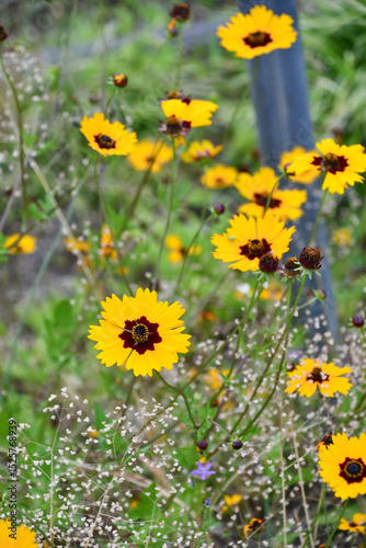 キンケイギク　Coreopsis	