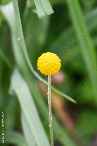 クラスペディア　Billy Buttons 'Golf Beauty'