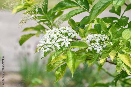 セイヨウニワトコ　Elder