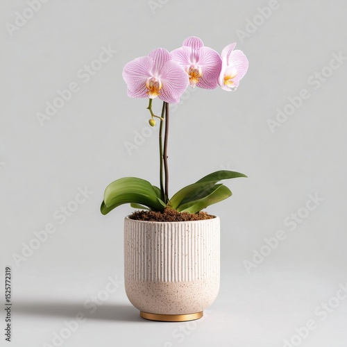 Ceramic Pot Orchid Blossom on Gray Backdrop, Delicate Floral Display, Studio Product Photography