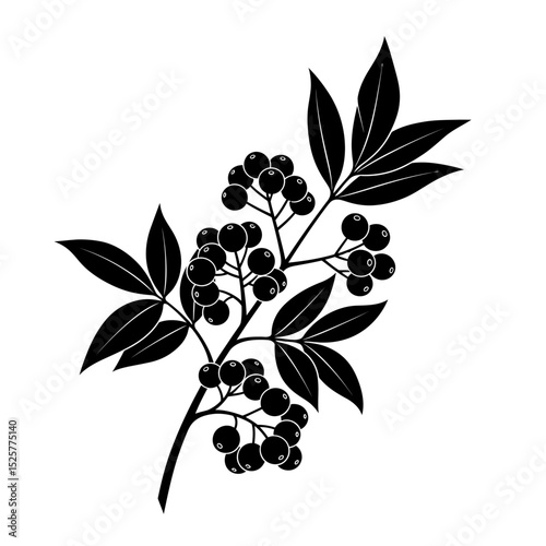 Silhouette of a branch with clusters of dark berries and broad leaves, isolated on white background