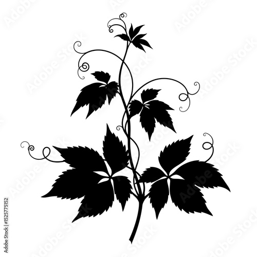A dramatic silhouette of a climbing vine, isolated on white background, its dark leaves and swirling tendrils creating a sense of elegant movement and growth